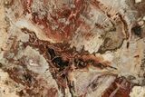 Colorful, Petrified Wood (Araucaria) Round - Madagascar #304816-1